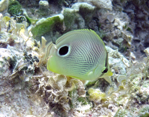 Four-eyed Butterflyfish