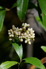 Viburnum nudum