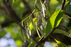 Fraxinus caroliniana