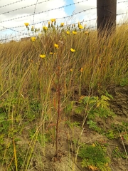Crepis tectorum