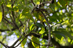 Fraxinus caroliniana