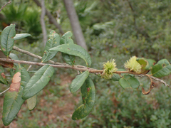 Andricus quercusfoliatus