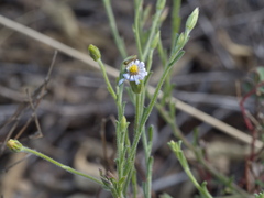 Vittadinia
