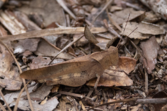 Spharagemon crepitans