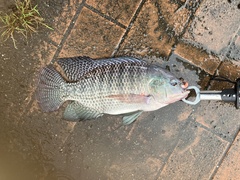 Oreochromis niloticus