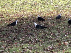 Columba leucomela