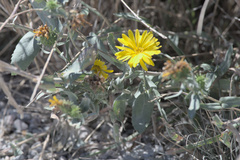 Grindelia hirsutula
