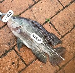 Oreochromis niloticus