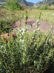Artemisia dracunculus