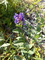 Vicia unijuga