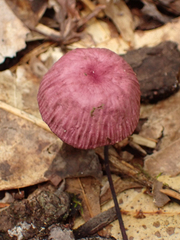Gymnopus iocephalus