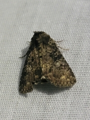 Condica vecors