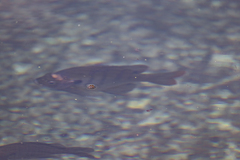 Lepomis macrochirus purpurascens