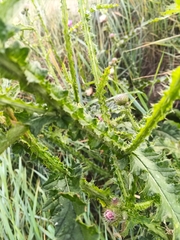 Carduus crispus