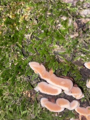 Ischnoderma resinosum