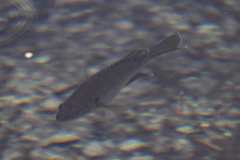 Lepomis macrochirus purpurascens