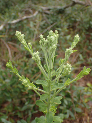 Carphephorus corymbosus