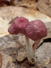 Gymnopus iocephalus