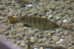 Lepomis macrochirus purpurascens