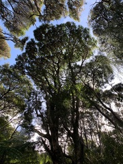 Nestegis montana
