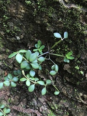 Peperomia tetraphylla