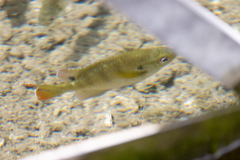 Lepomis macrochirus purpurascens