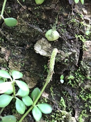 Peperomia tetraphylla