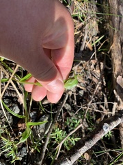 Pterostylis agathicola