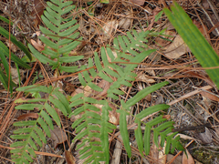 Pteridium aquilinum pseudocaudatum
