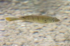 Lepomis macrochirus purpurascens