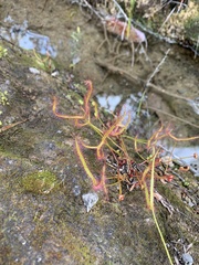 Drosera binata