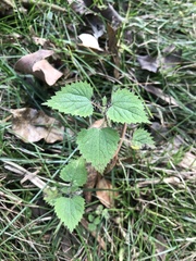 Urtica incisa