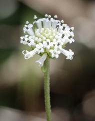 Melanthera nivea