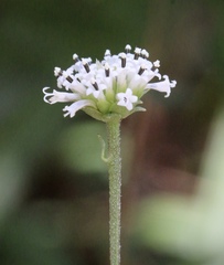 Melanthera nivea