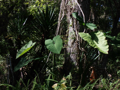 Xanthosoma robustum