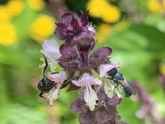 Ceratina unimaculata