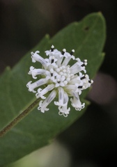 Melanthera nivea