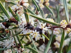 Hakea ulicina
