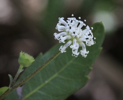 Melanthera nivea