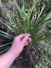 Cordyline pumilio
