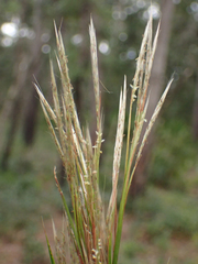 Andropogon floridanus