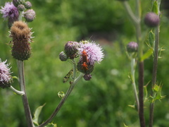 Rhagonycha fulva