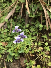 Viola banksii