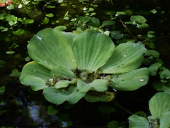 Pistia stratiotes
