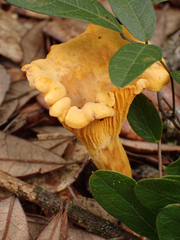 Cantharellus lateritius