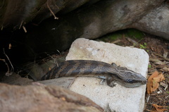 Tiliqua scincoides
