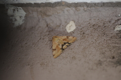 Heliothis phloxiphaga