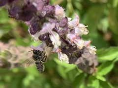 Eutricharaea