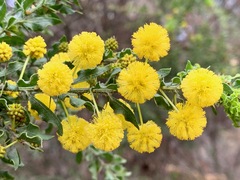 Acacia paradoxa