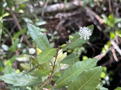 Melanthera nivea